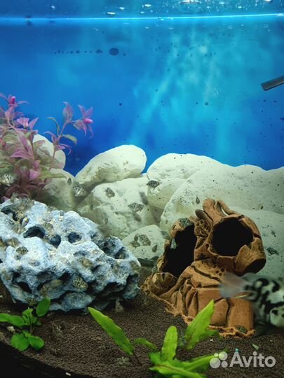 Рыбки сапфировый попугай