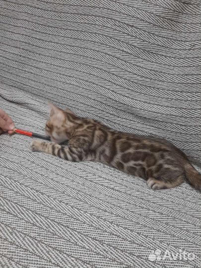 Бенгальская кошечка