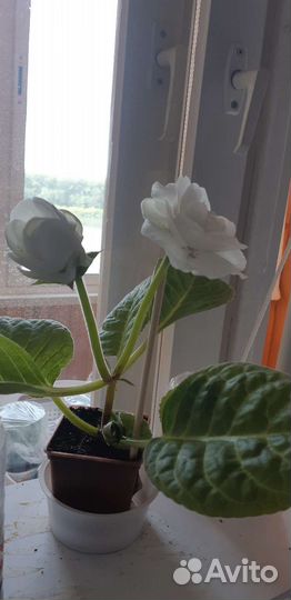 Глоксинии детки, листья на срез