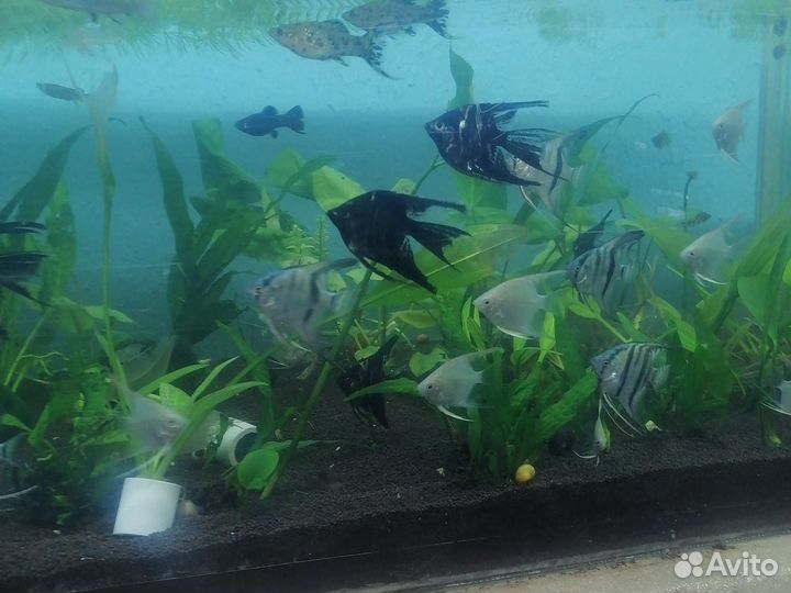 Аквариумные рыбки. Скалярии