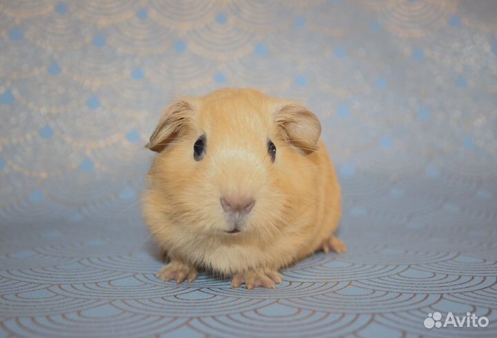 Морские свинки Английский селф