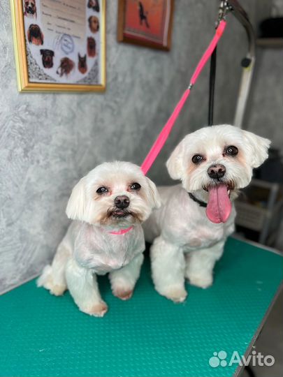 Стрижка собак 