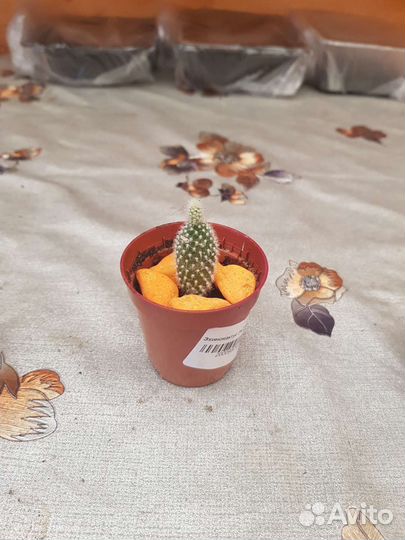 Кактусы и суккуленты