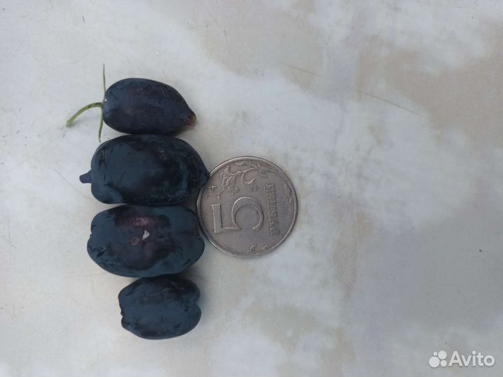 Жимолость 2,3,4- летние саженцы канадские сорта