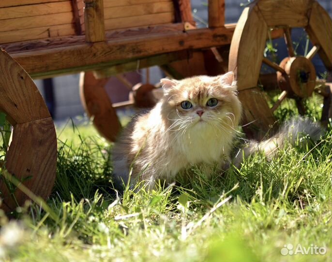 Кот золотая шиншилла