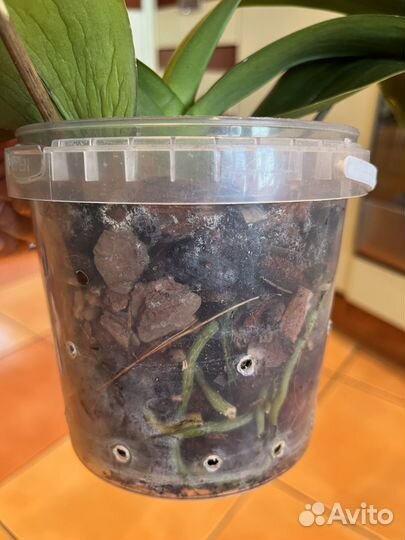 Орхидея фаленопсис детка обмен