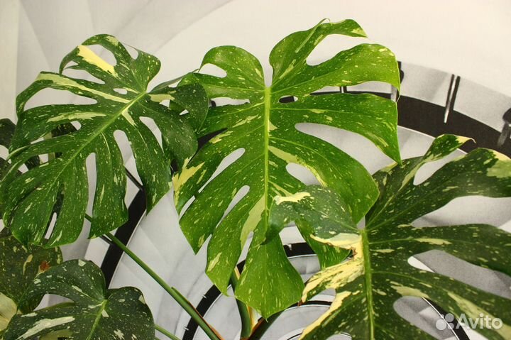 Монстера Тайское созвездие