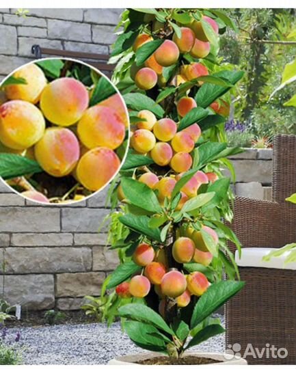 Абрикос колоновидный Санни, Звёздный