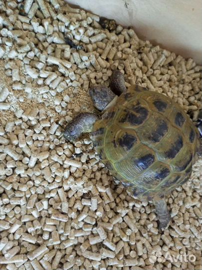 Черепаха сухопутная с террариумом