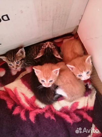 Отдам в добрые руки