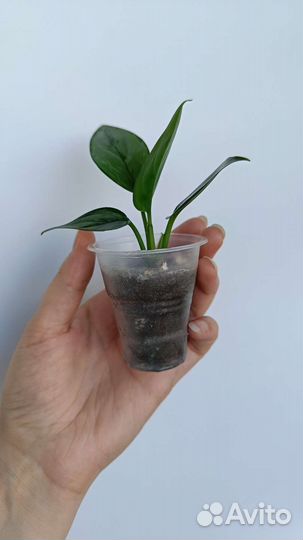 Хойя вайети триколор, Аглаонема Грин Леди