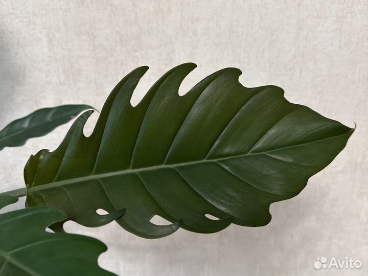 Филодендрон Карамель Марбл