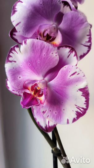 Орхидеи фаленопсис цветущие сортовые