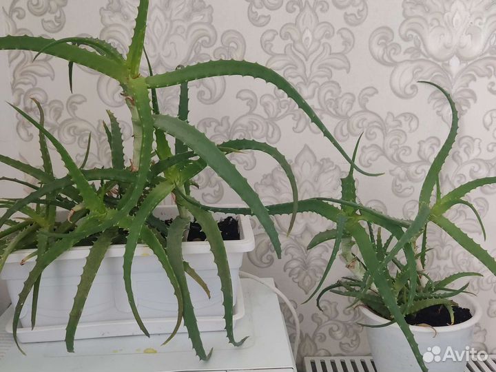 Алоэ столетник