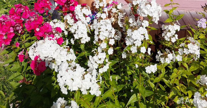 Продам вербейник,флокс