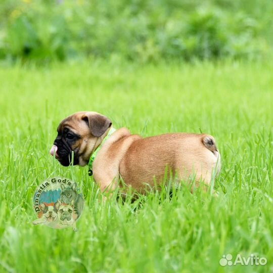 Французский бульдог девочка