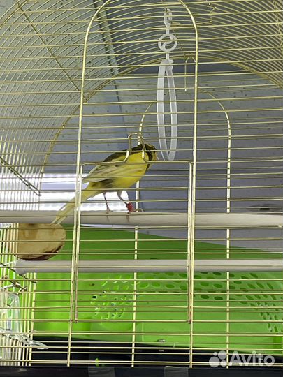 Кенар овсяночного напева самец