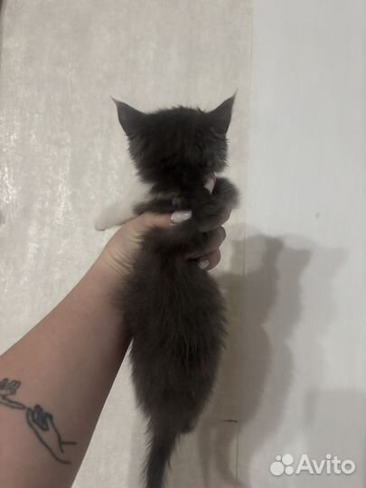 Отдам котят