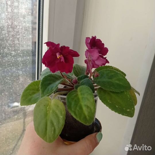 Домашнее растение Фиалка цветущая 