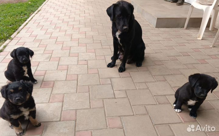 Собаки щенки лабрадор