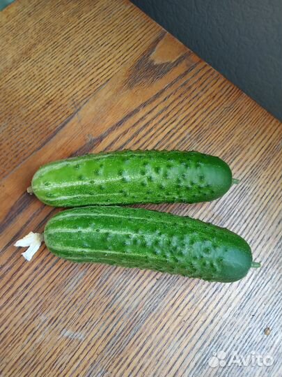 Рассада огурцов