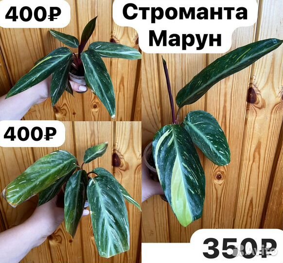 Строманта марун