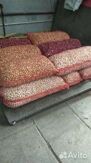 Лук севок и на зелень