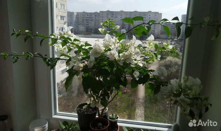 Комнатные и садовое растения