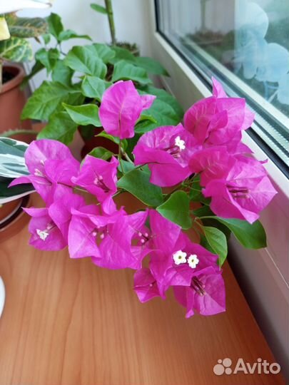 Бугенвиллея