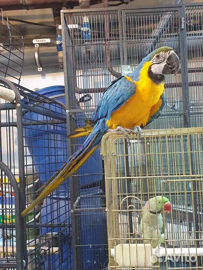 Попугай большой