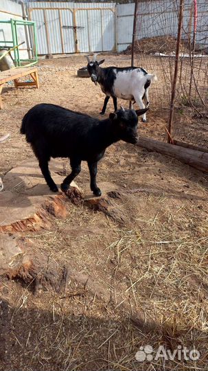 Камерунчики