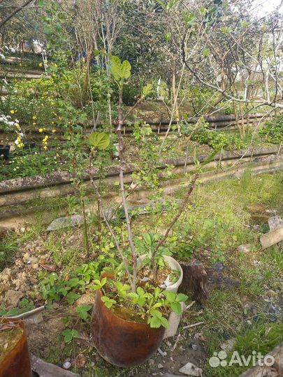 Саженцы инжира