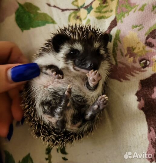 Карликовый африканский ежик