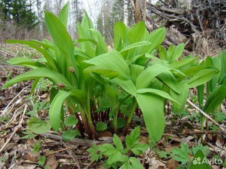 Рассада черемши