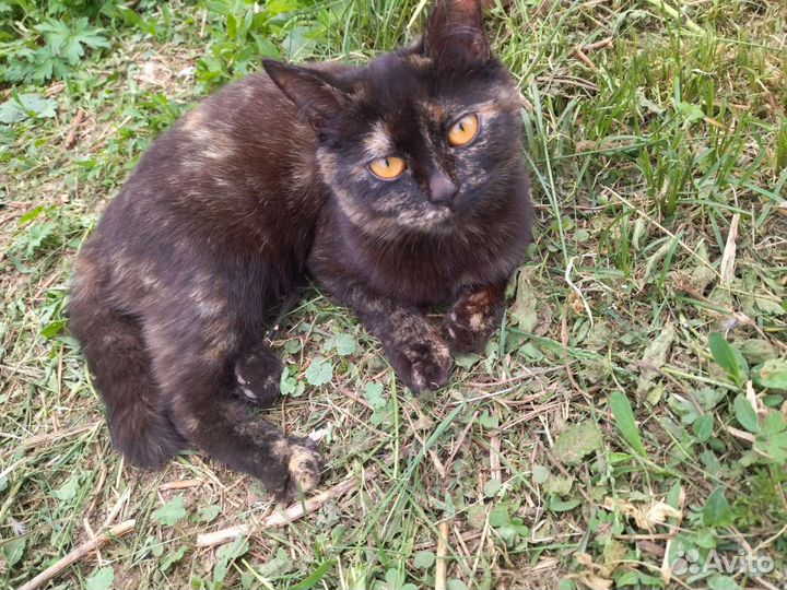 Отдам кошку