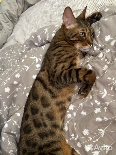 Бенгальский кот