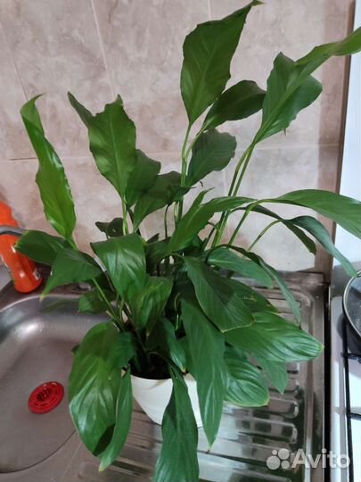 Спатифиллум