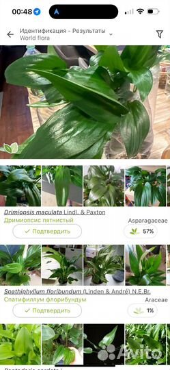 Дримиопсис, сциндапсус