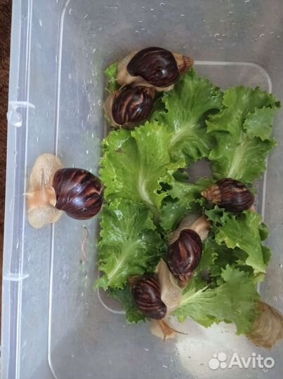 Улитки ахатины