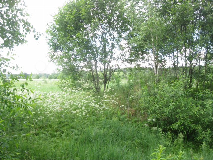 Участок 10 га (СНТ, ДНП)