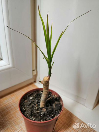 Пальма драцена Маргината