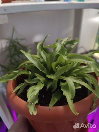 Папоротник асплениум