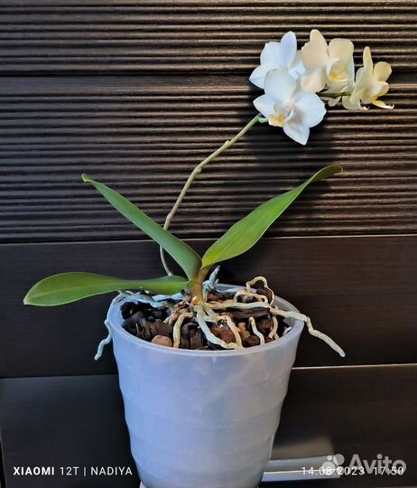 Орхидея фаленопсис 