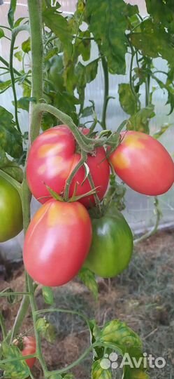 Помидоры домашние