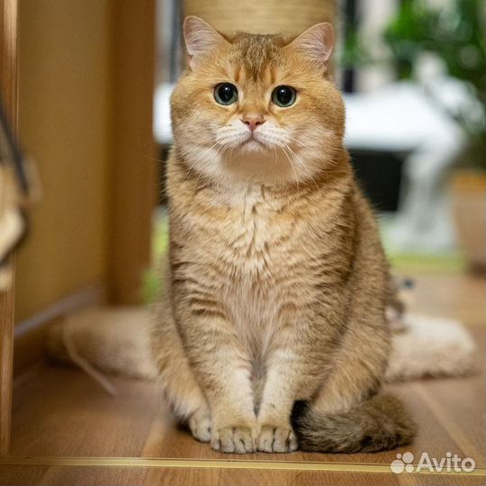 Кошка в дар