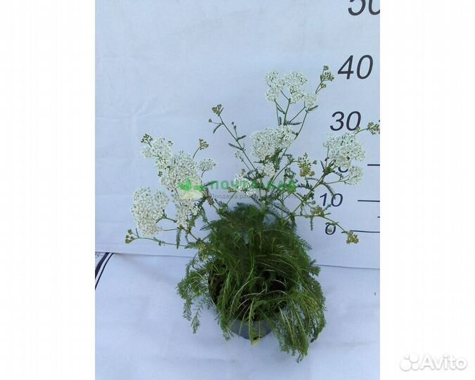 Тысячелистник обыкновенный Weisses Wunder