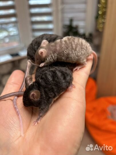 Мышки сатиновые