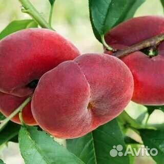 Саженцы персика инжирный