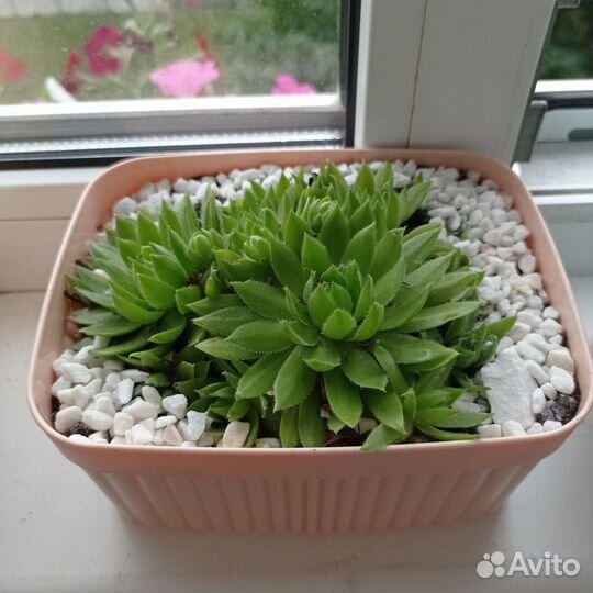 Монстера деликатесная, молодило каменная роза