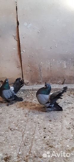 Продажа голубей